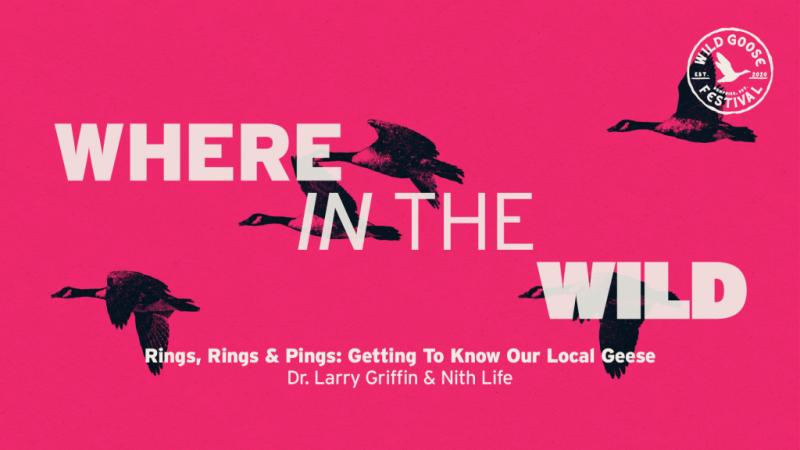 Rings, Rings, and Pings: Getting to Know our Local Geese