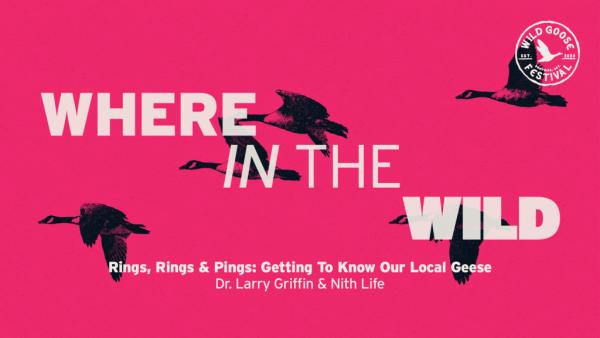 Rings, Rings, and Pings: Getting to Know our Local Geese