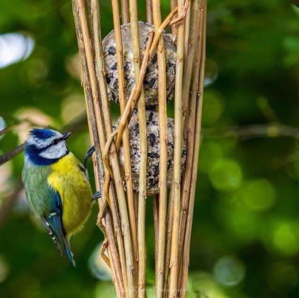 Willow Birdfeeder Workshop - Craft, Sip & Graze