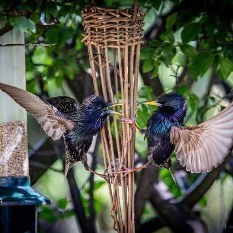 Willow Birdfeeder Workshop - Craft, Sip & Graze — photo 1