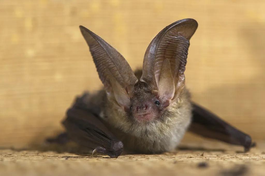 Bat Talk & Walk