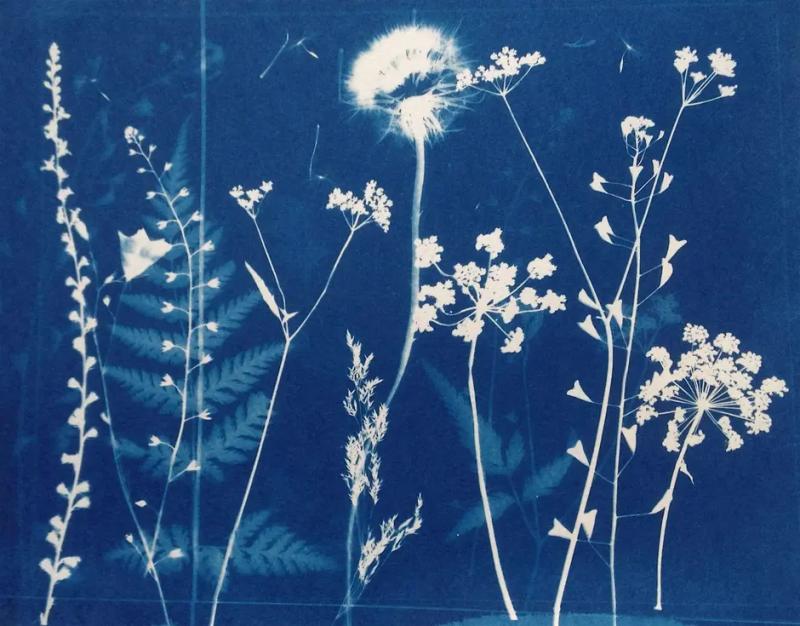 Cyanotypes