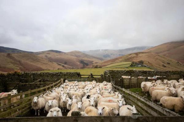 Burnfoot Farm Tour and Fibre Processing at Creation Mill