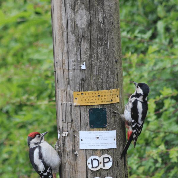 Create a Wildlife-Friendly Garden
