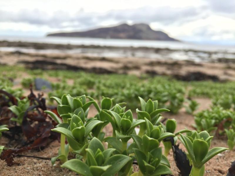 The Coastal Forager – Summer Coast, Hedgerow and Woodland Foraging Walk with Wild Food Picnic