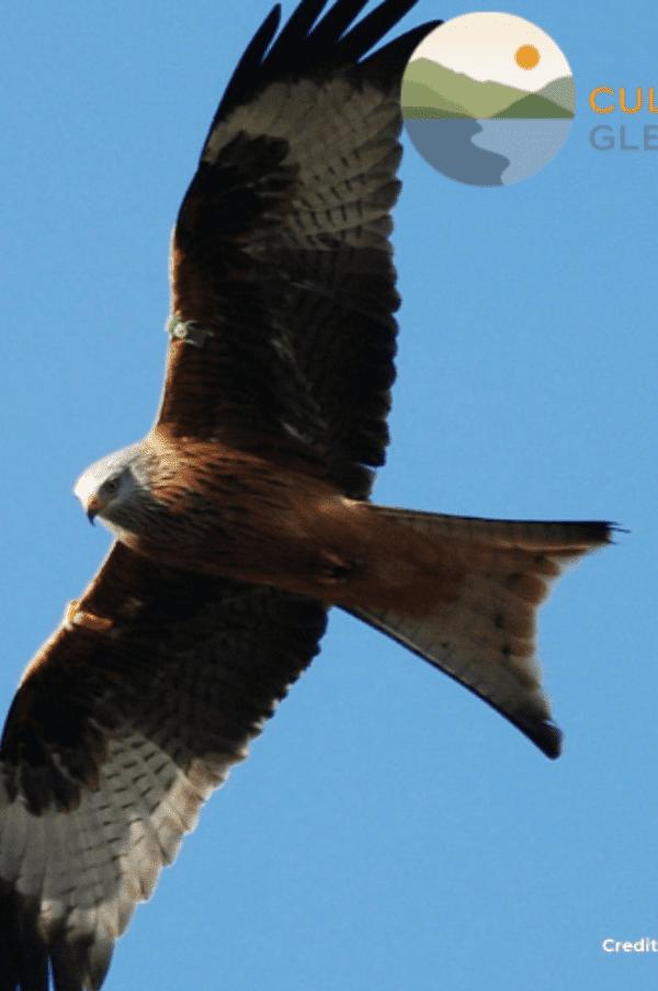 SEASONAL BIRD WATCHING: Summer with RSBP Expert Chris Rollie
