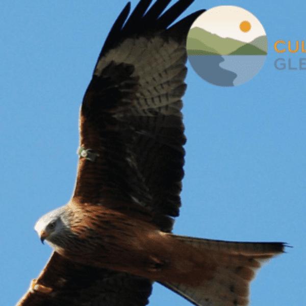 SEASONAL BIRD WATCHING: Summer with RSBP Expert Chris Rollie