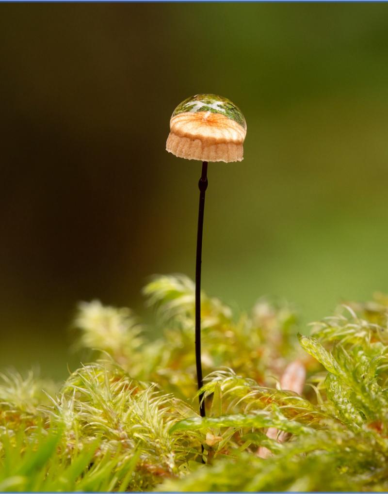 Getting the Best Close-up Photography you can from your Camera