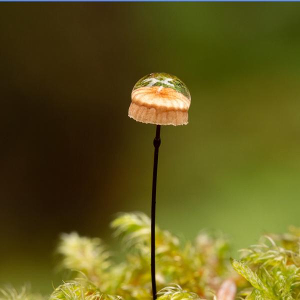 Getting the Best Close-up Photography you can from your Camera