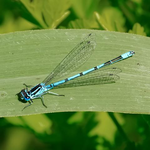 Getting the Best Close-up Photography you can from your Camera — photo 1