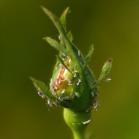 Getting the Best Close-up Photography you can from your Camera — photo 2
