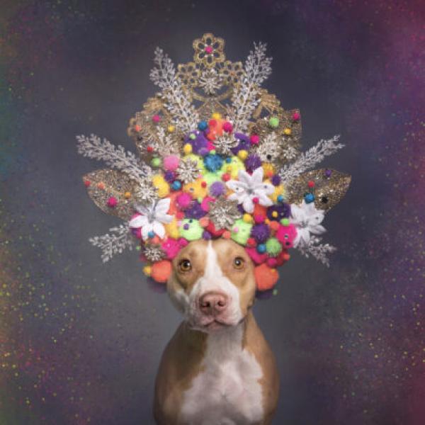 A Dog’s Life