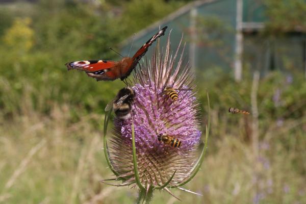Cally Biodiversity Gardens
