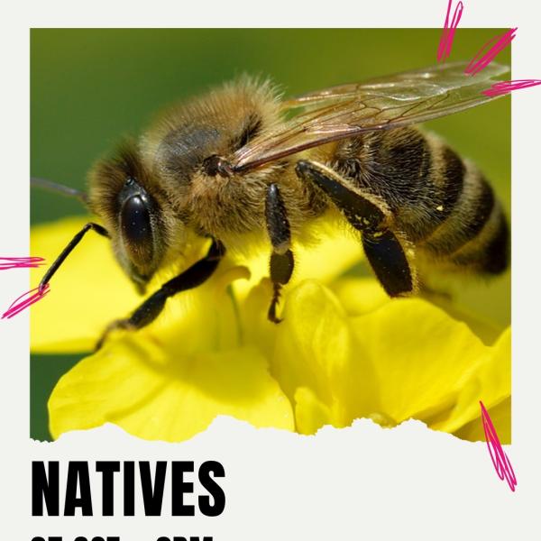 Natives – Saving Scotland's Original Honey Bees